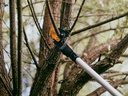 Snoeigiraffe FISKARS DualAction UPX96 telescopisch 240 - 400 cm, snoeihoogte ca. 6,5 m